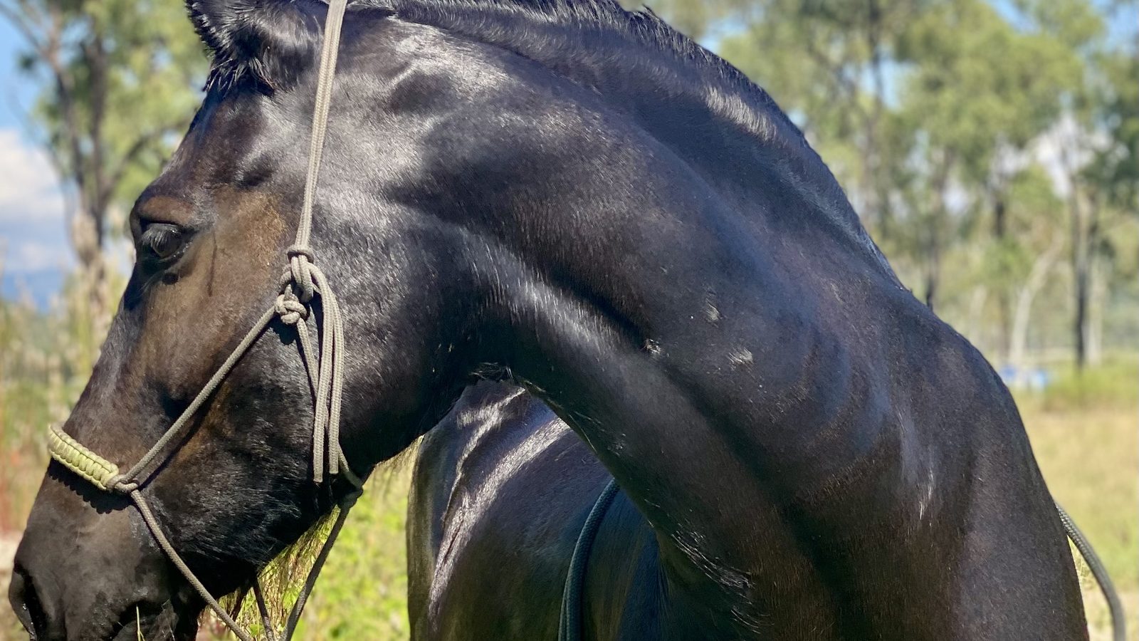A dark horse in a rope halter standing in dry grass under gum trees