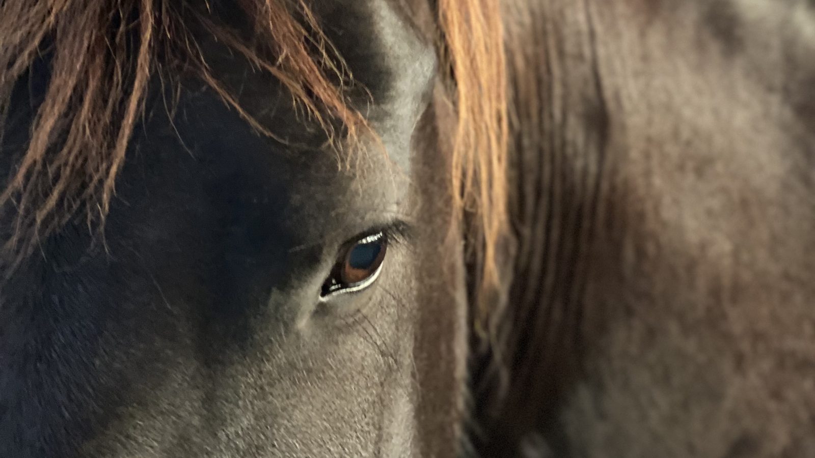 A close view of a dark horse's eye and forelock, calm and attentive