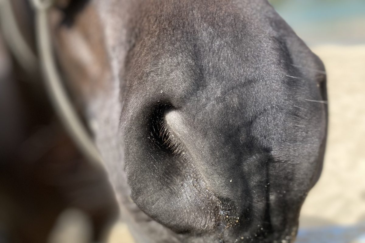 Close detail of a horse's muzzle resting over a timber rail in soft light